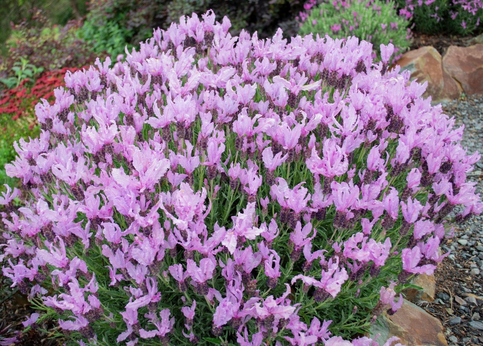Lavandula pedunculata - LAVINNOVA® THE QUEEN - Lavender 'The Queen' PBR