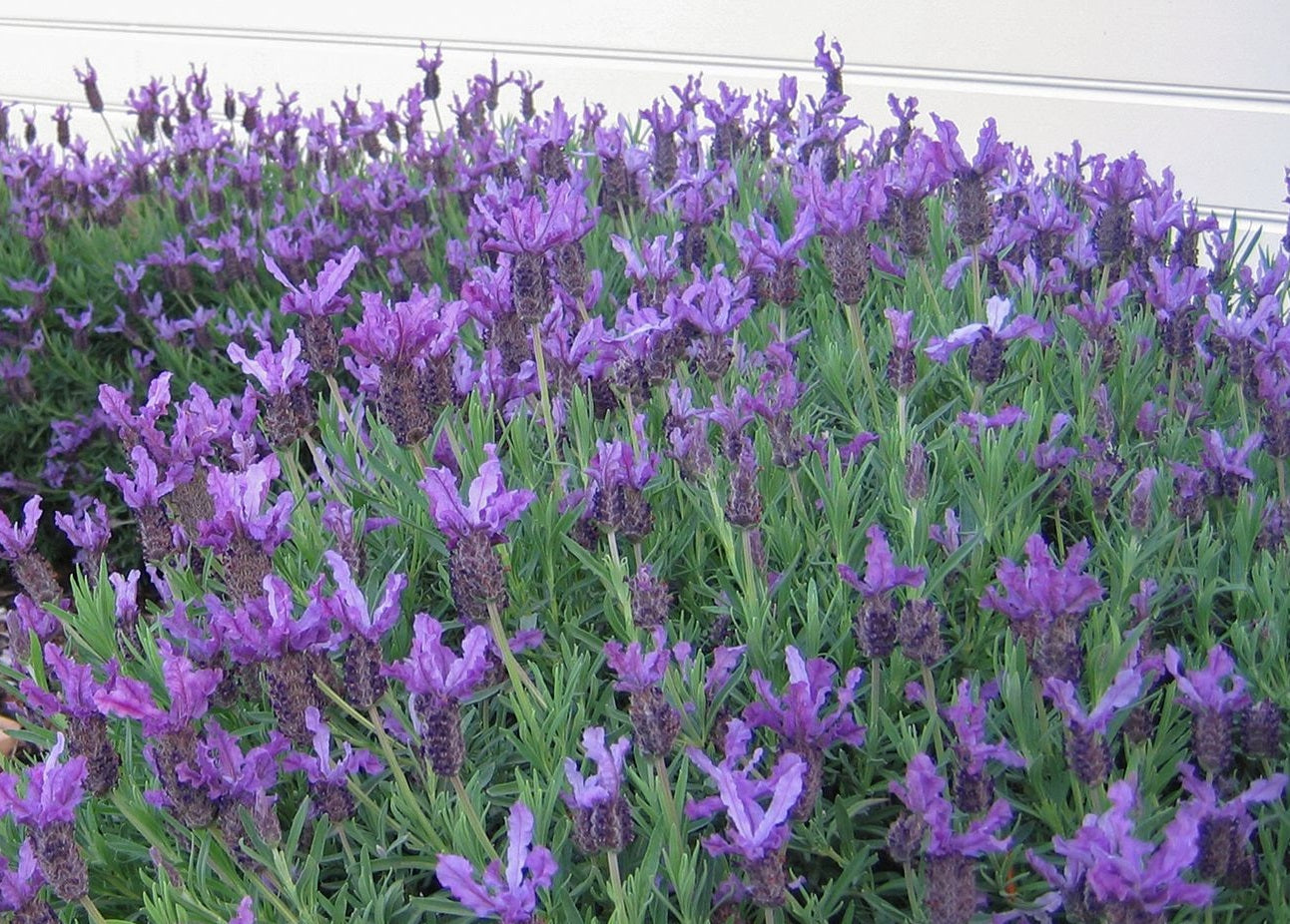 Lavandula pedunculata x stoechas - LAVINNOVA® WINTER LACE - Lavender 'Winter Lace' PBR