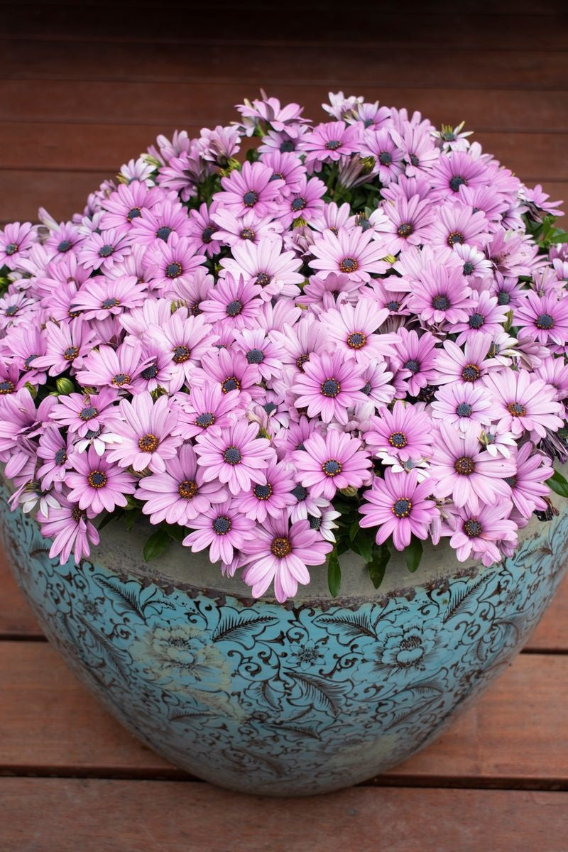Osteospermum - Daisy Chain™ PINK - African Daisy