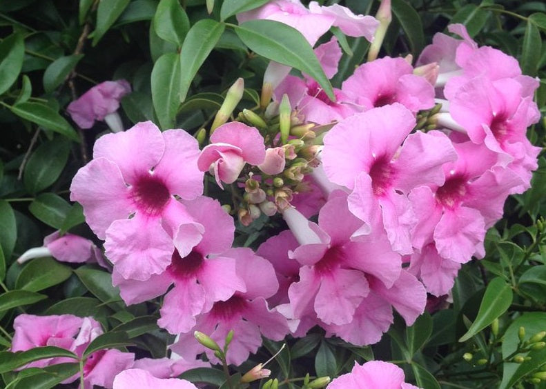 Pandorea jasminoides - BELLE OF THE BALL - Bower of Beauty