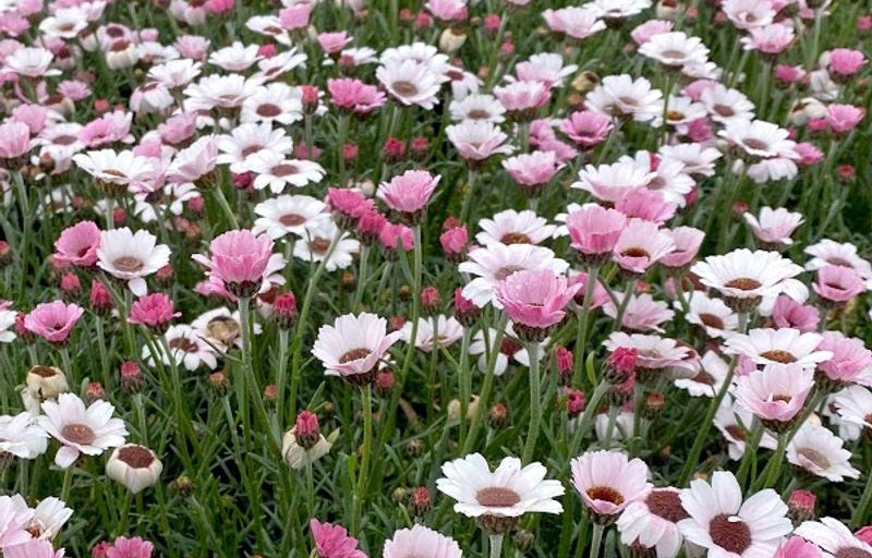 Rhodanthemum - AFRICAN EYES PINK AND WHITE - Moroccan Daisy