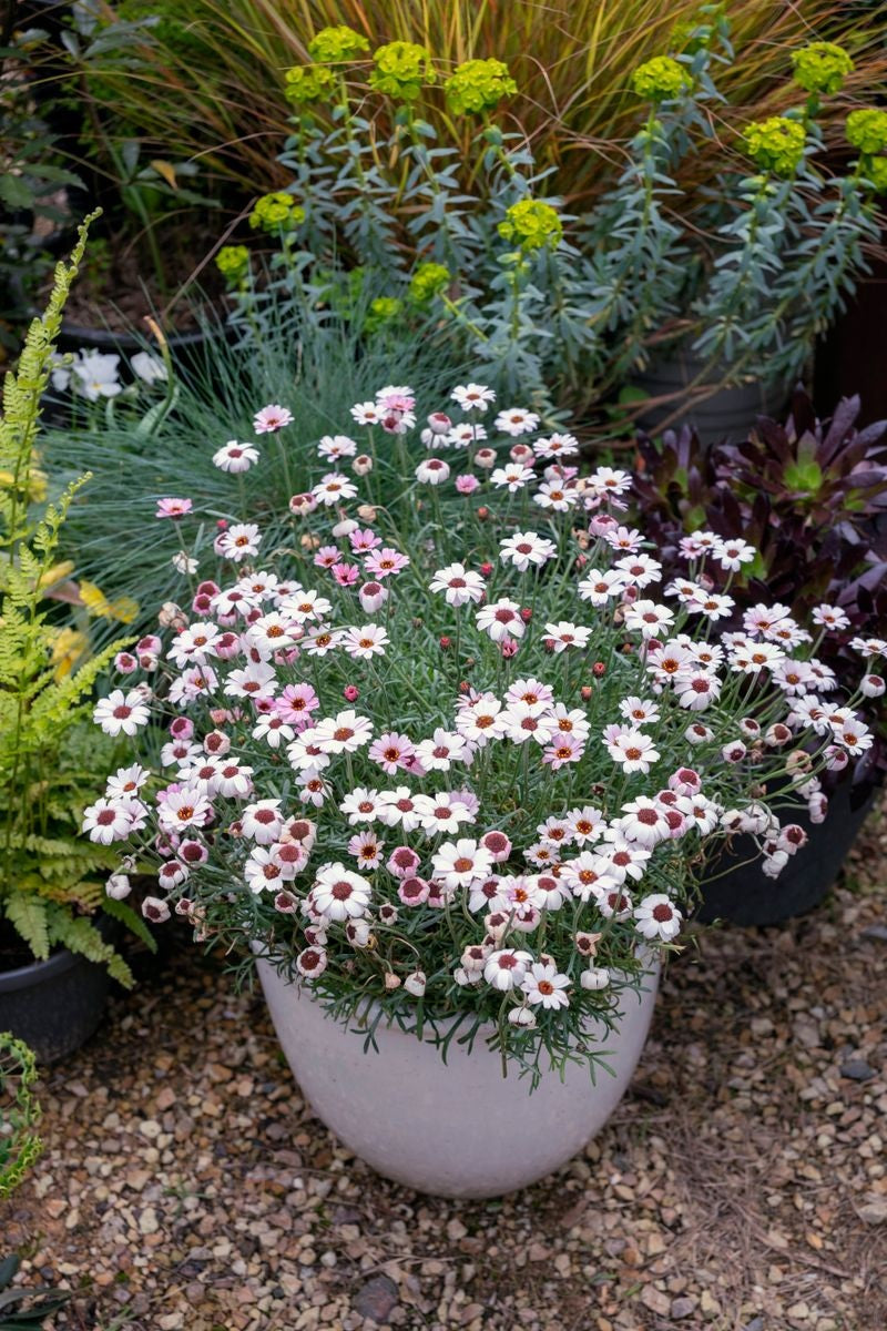 Rhodanthemum - AFRICAN EYES PINK AND WHITE - Moroccan Daisy