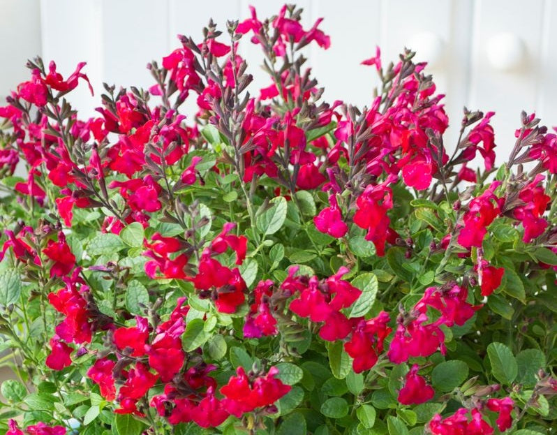 Salvia greggii x microphylla - HEATWAVE BLAZE - Baby Autumn Sage