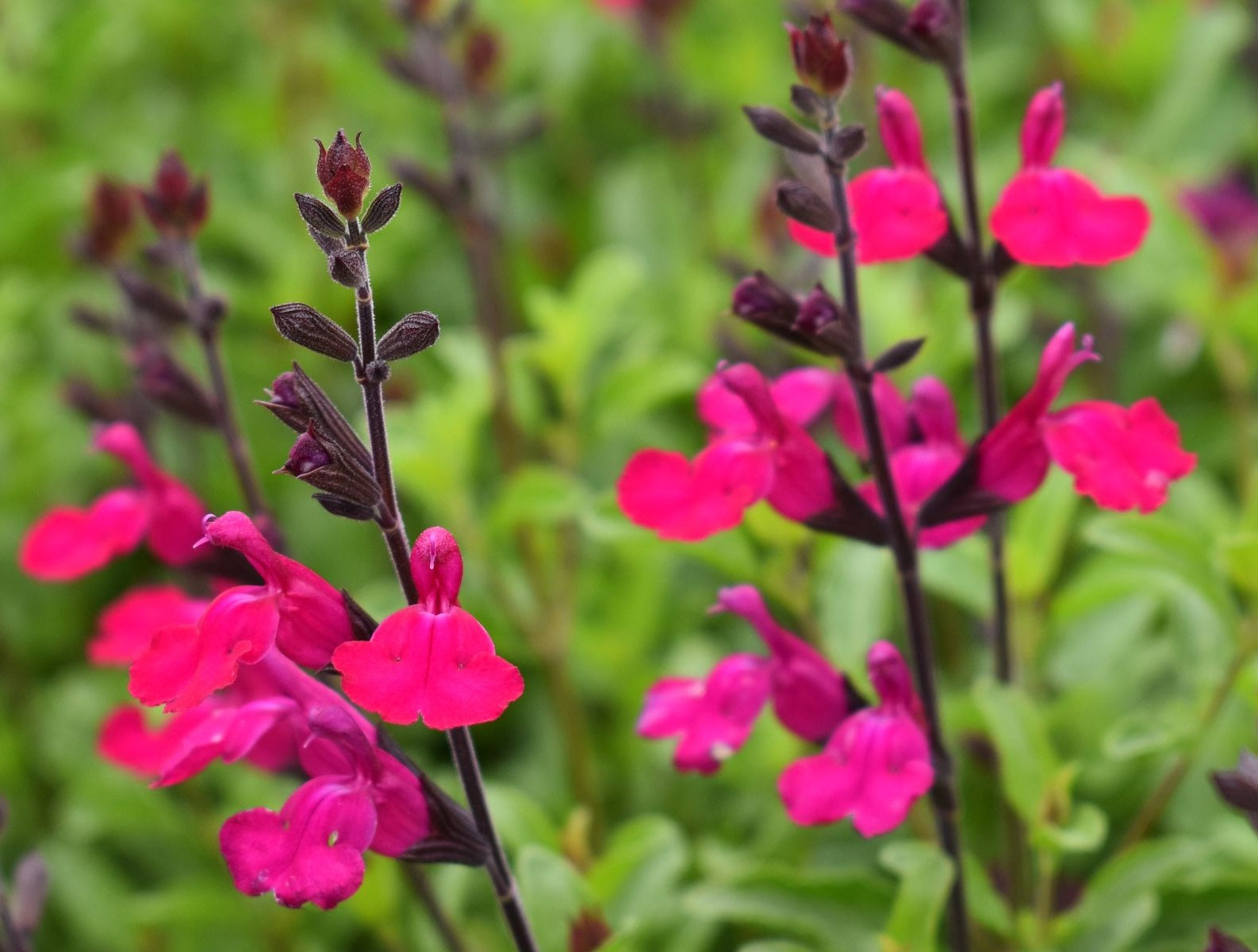 Salvia greggii x microphylla - HEATWAVE BRILLIANCE - Baby Autumn Sage 'Eggben 008' PBR