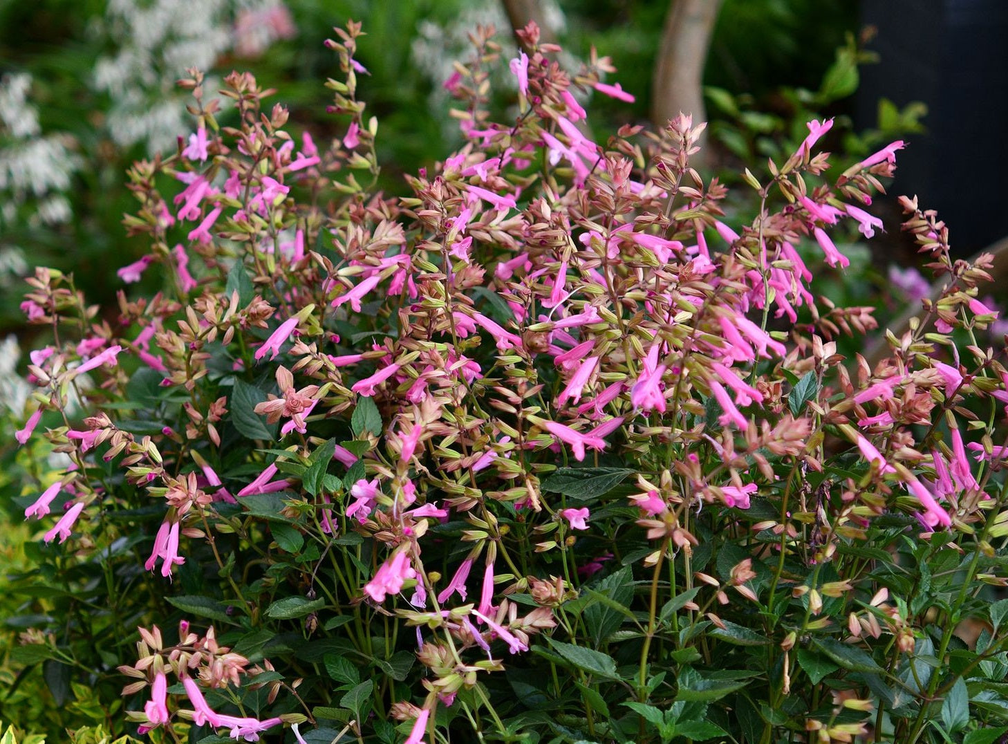 Salvia buchananii x chiapensis - KISSES AND WISHES - Garnet Fuchsia Sage 'Kisses and Wishes' PBR