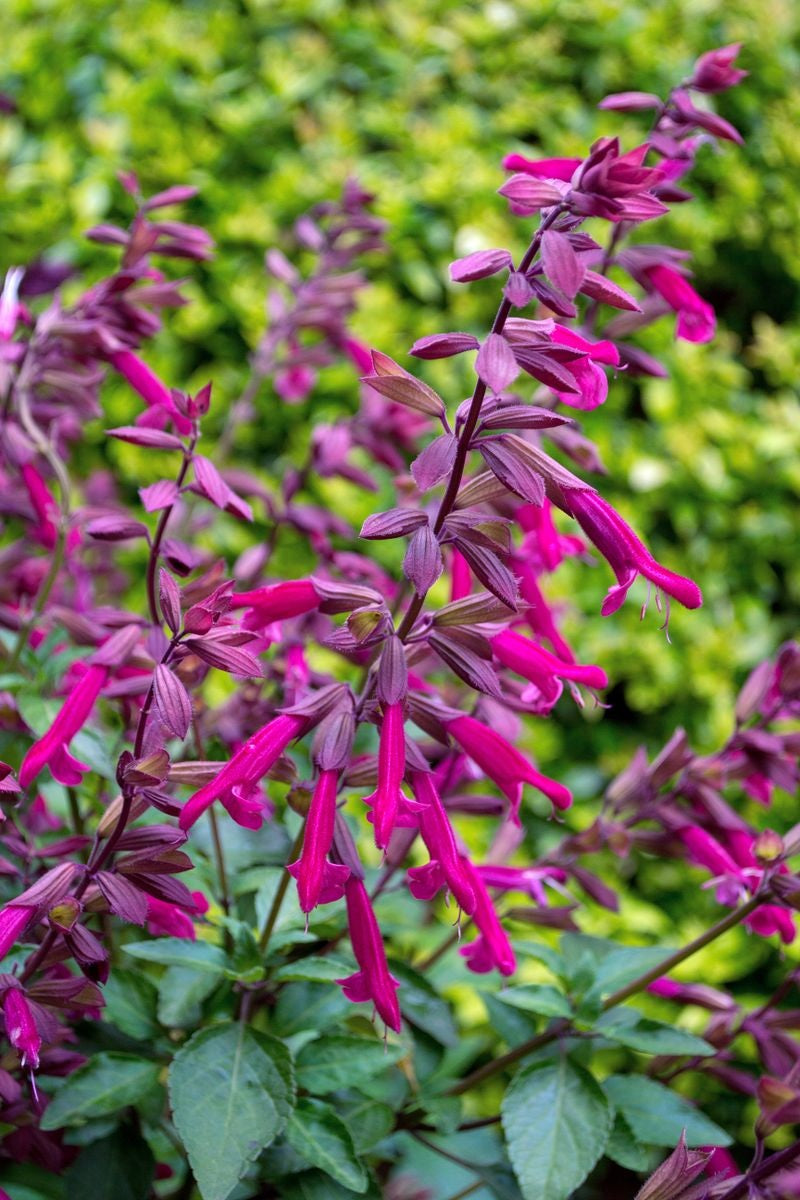 Salvia buchananii x chiapensis - WENDYS WISH - Garnet Fuchsia Sage 'Wendys Wish' PBR