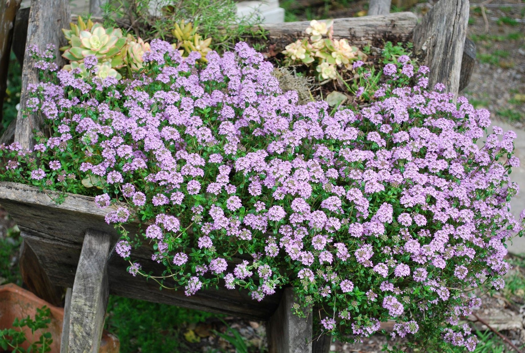 Thyme Mediterranean - PINK BUTTONS - Thymus longicaulis