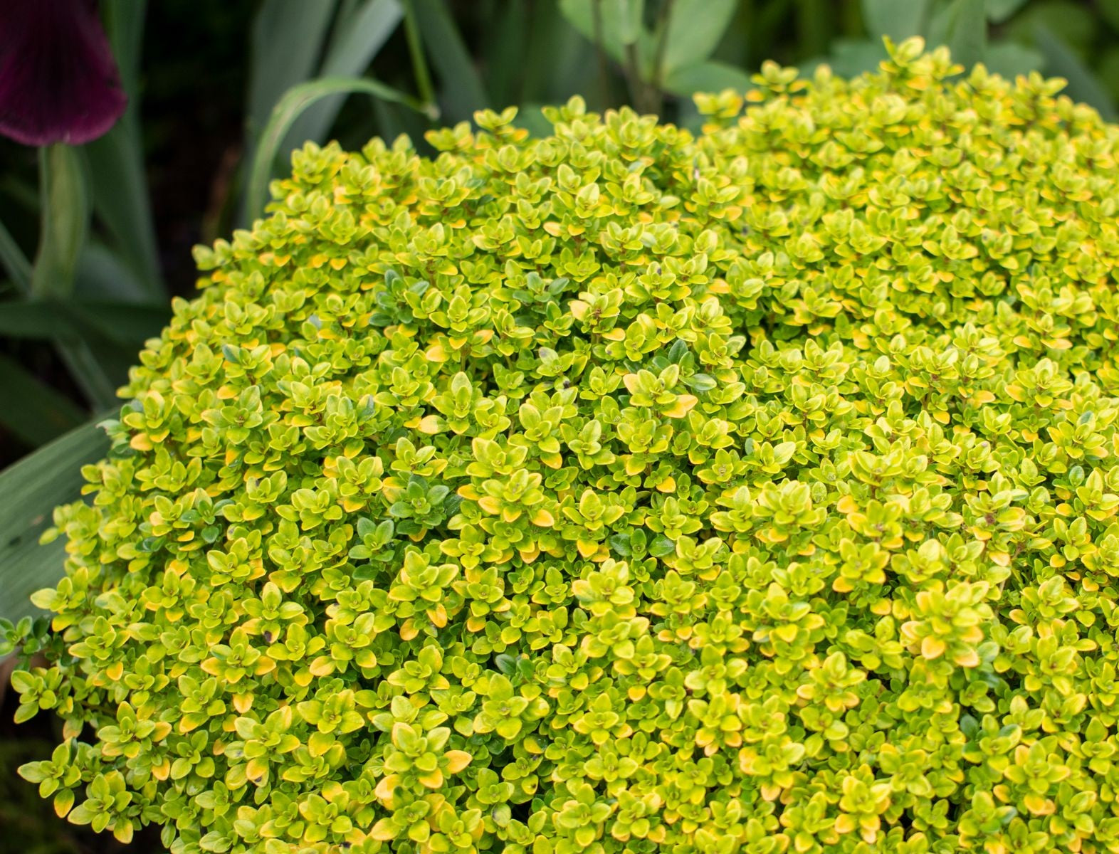 Thyme Lemon - ARCHERS GOLD - Thymus x citriodorus