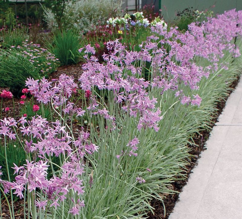 Tulbaghia violacea - SILVER LACE - Variegated Society Garlic
