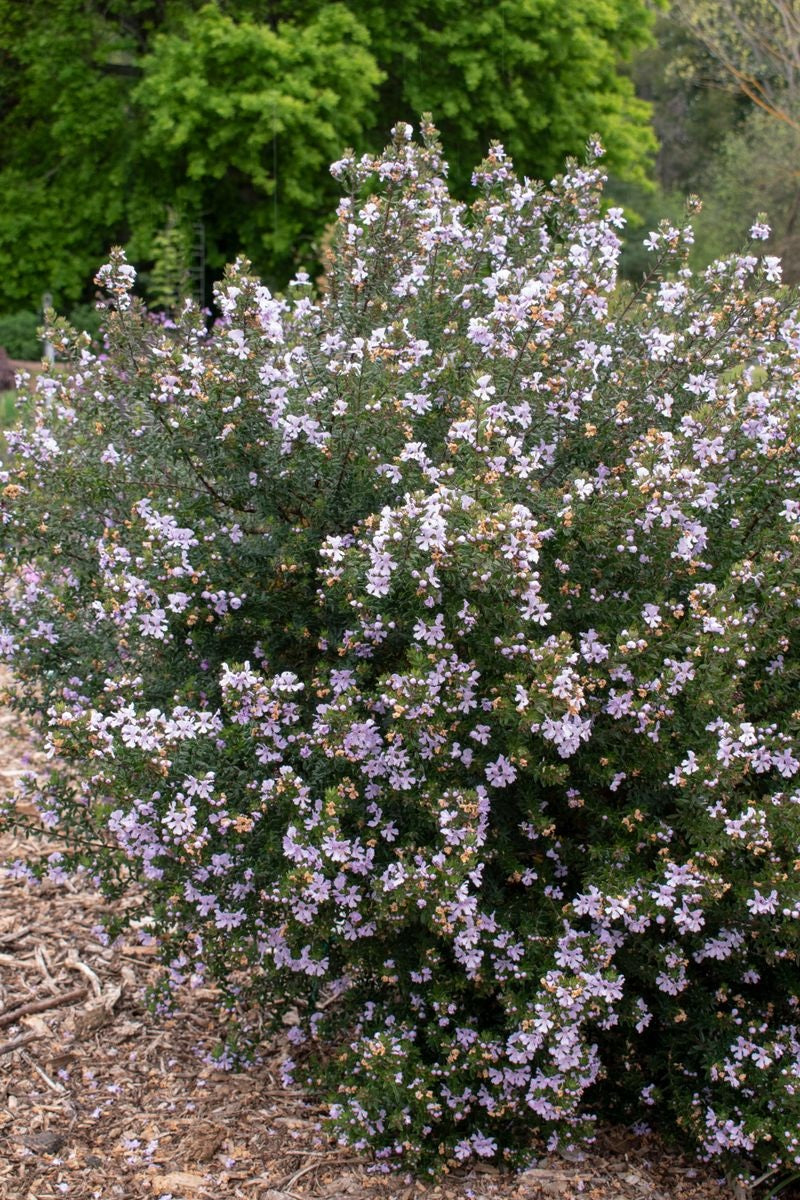 Westringia - SMOKE SCREEN MAUVE - Coastal Rosemary