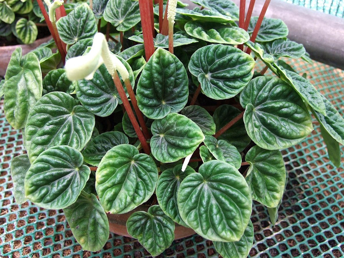 Peperomia caperata - EMERALD - Ripple Peperomia