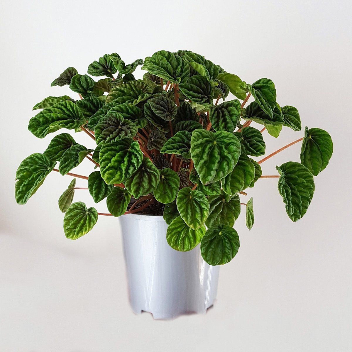 Peperomia caperata - EMERALD - Ripple Peperomia