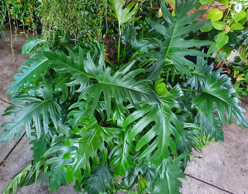 PHILODENDRON HEATHER MAY