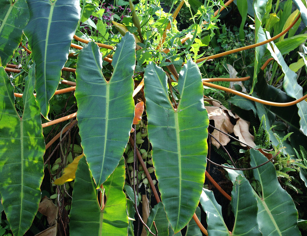 Philodendron billietiae - Philidor
