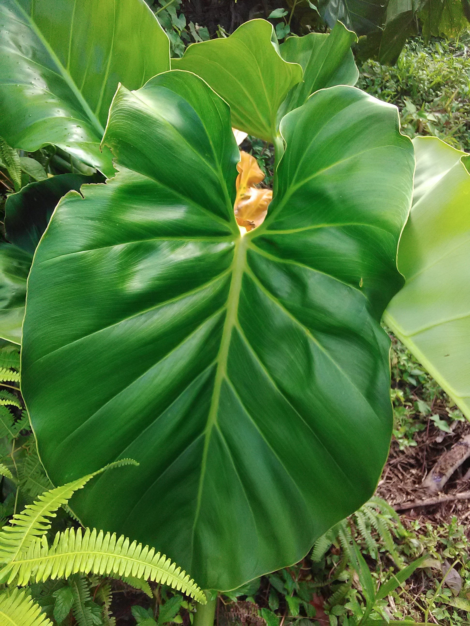 Philodendron - JUNGLE FEVER GREEN