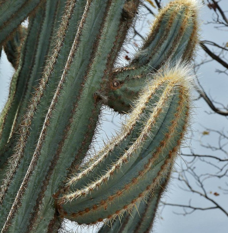 Pilosocereus pachycladus - Blue Columnar Cactus