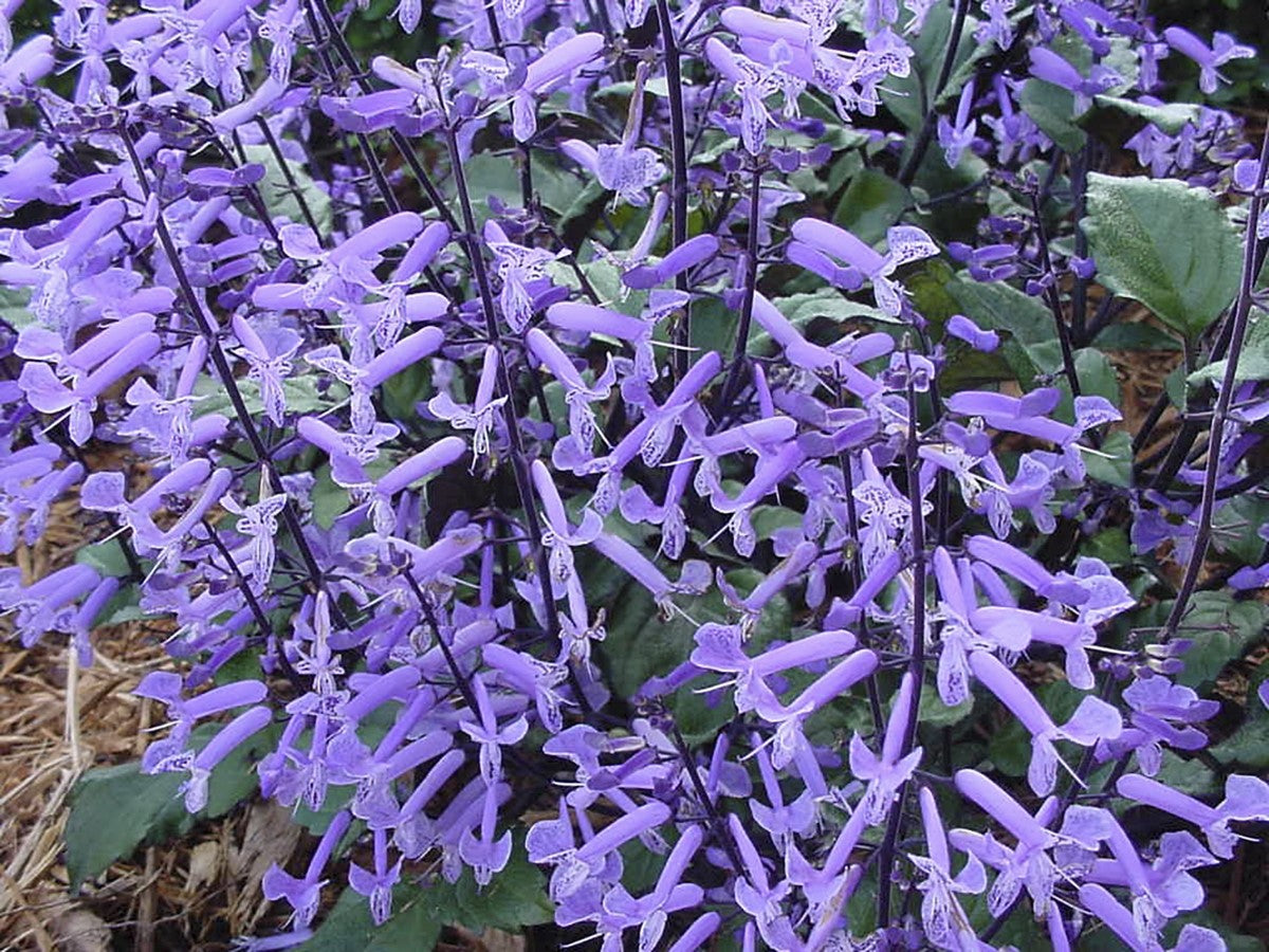 Plectranthus hilliardiae x saccatus - MONA LAVENDER - Porch Jacaranda