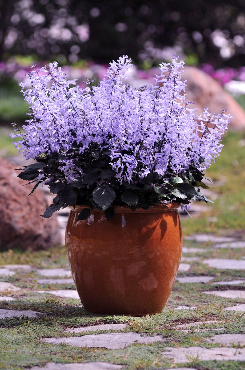 Plectranthus hilliardiae x saccatus - MONA LAVENDER - Porch Jacaranda
