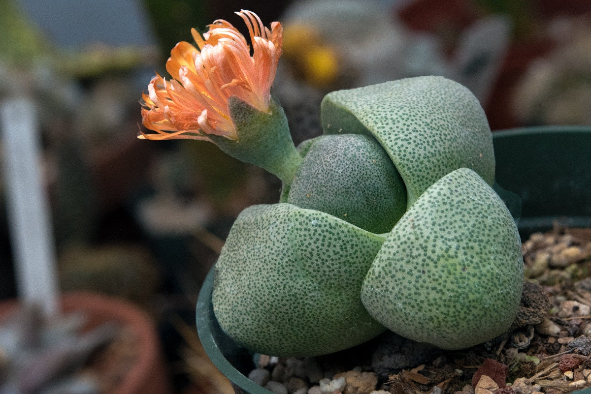 Pleiospilos nelii - Split Rock
