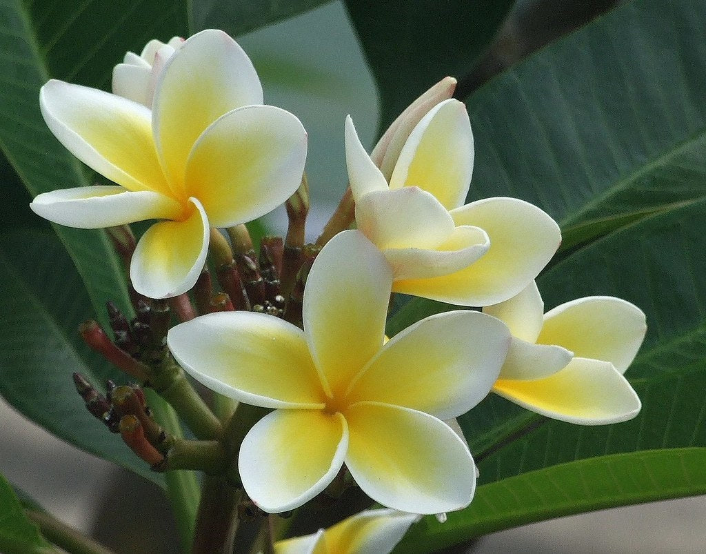 Plumeria rubra - FRAGRANT CREAM - Frangipani
