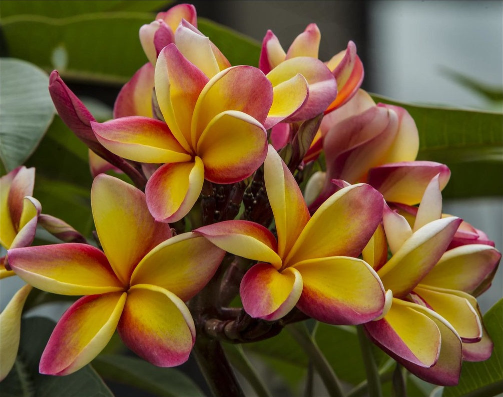 Plumeria rubra - FRUIT SALAD - Frangipani