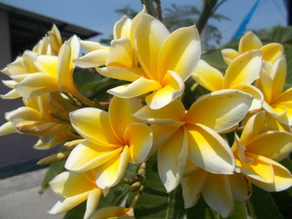 Plumeria rubra - HAWAIIAN GOLD - Frangipani