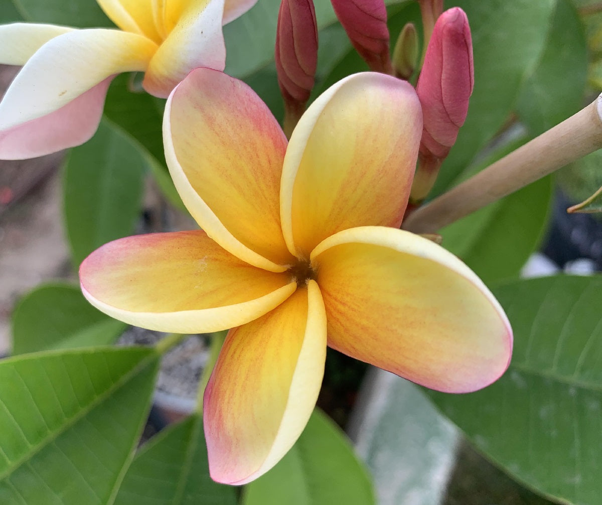 Plumeria rubra - MANGO DELIGHT - Frangipani