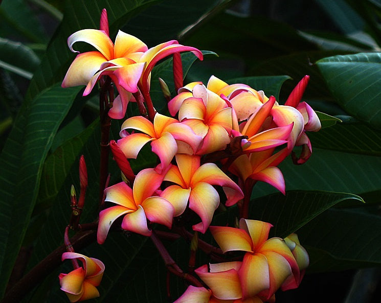 Plumeria rubra - PUU KAHEA - Frangipani
