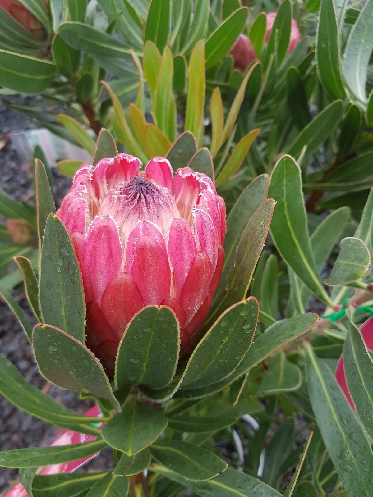 Protea neriifolia x susannae - SPECIAL PINK ICE - Sugarbush