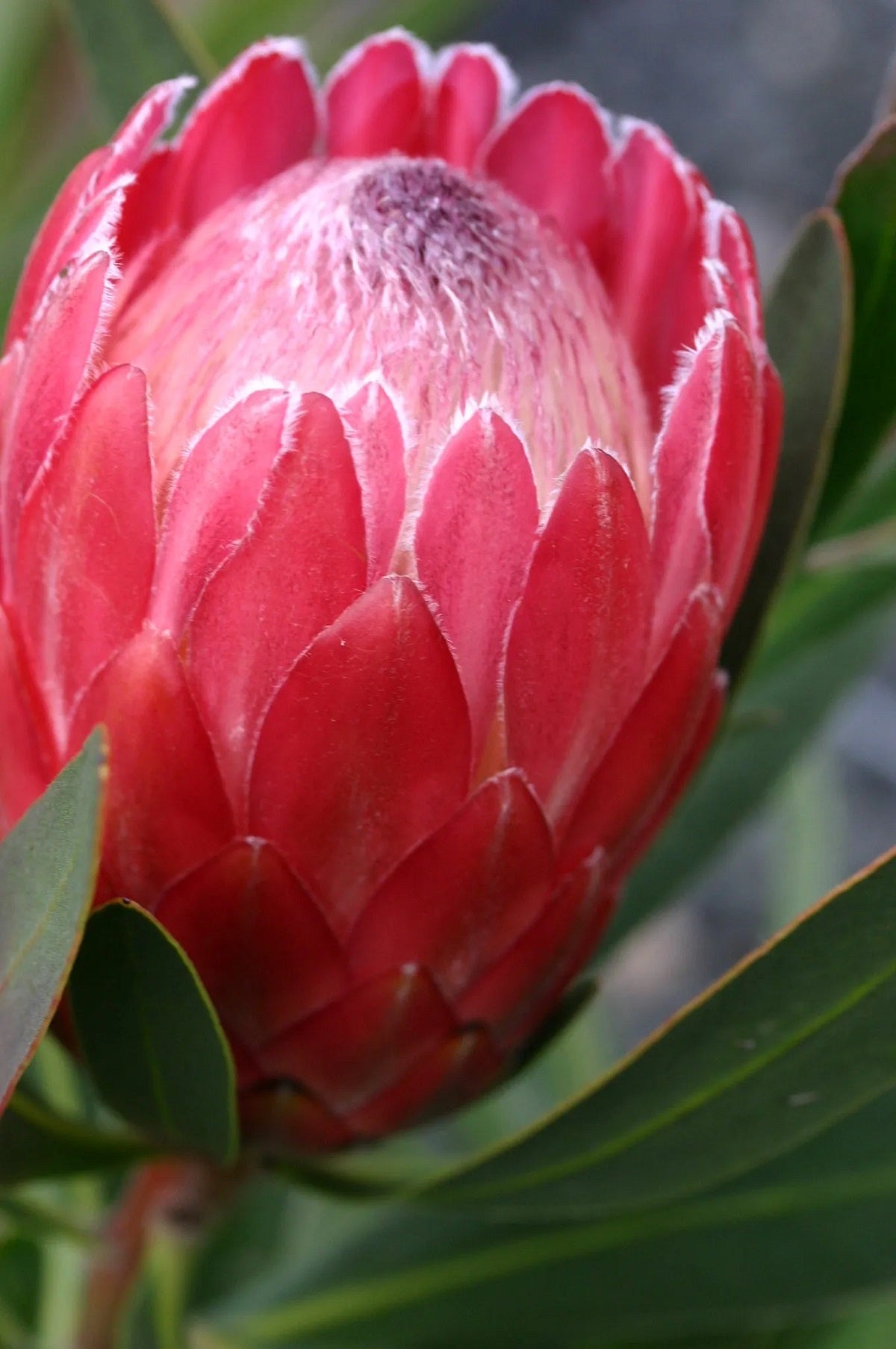 Protea neriifolia x susannae - SPECIAL PINK ICE - Sugarbush