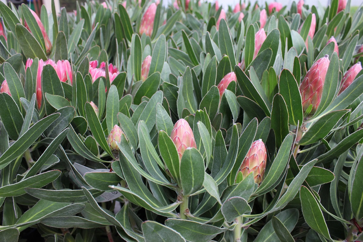 Protea neriifolia x susannae - SPECIAL PINK ICE - Sugarbush