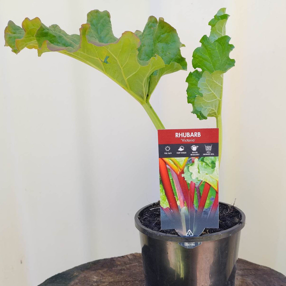Rhubarb - VICTORIA - Rheum rhabarbarum