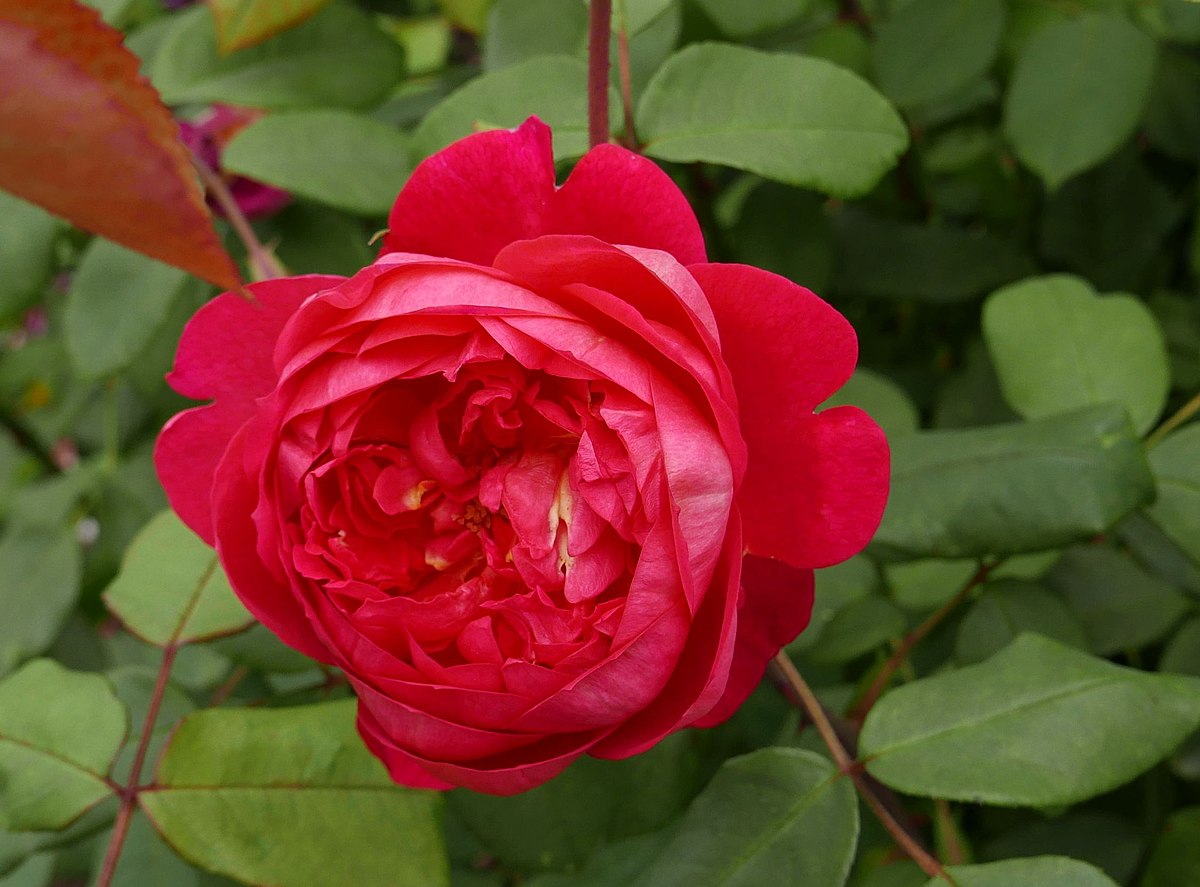 Rose - BENJAMIN BRITTEN