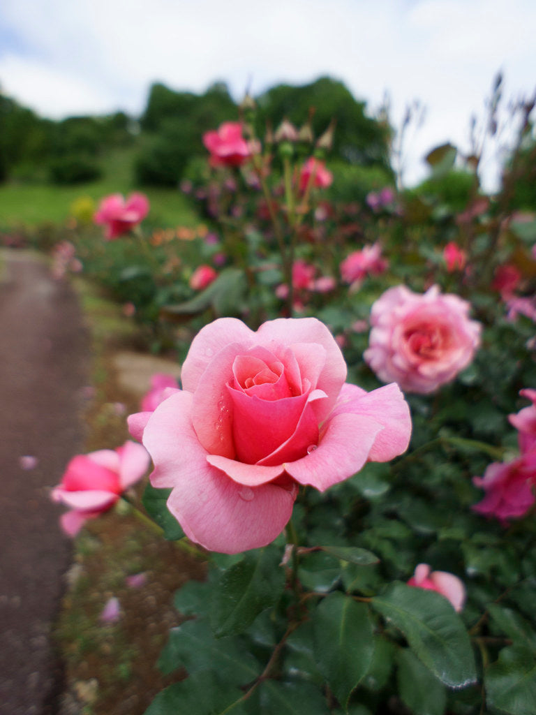 Rose - DUET