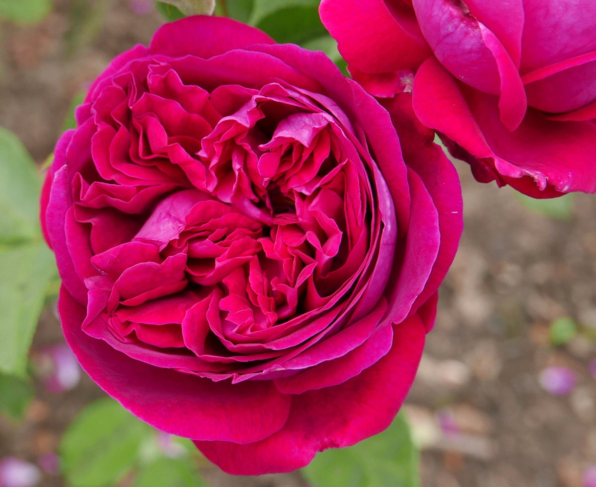 Rose - FALSTAFF