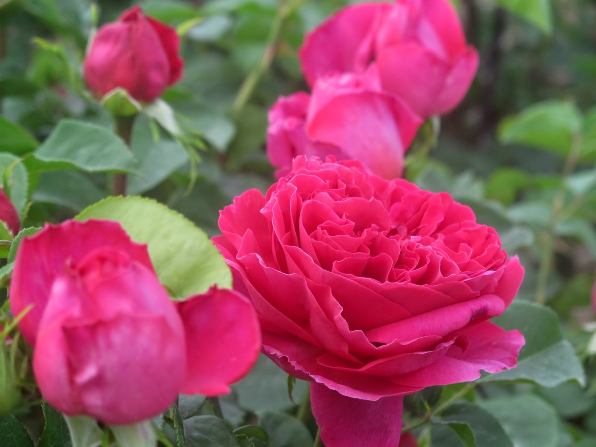Rose - OTHELLO