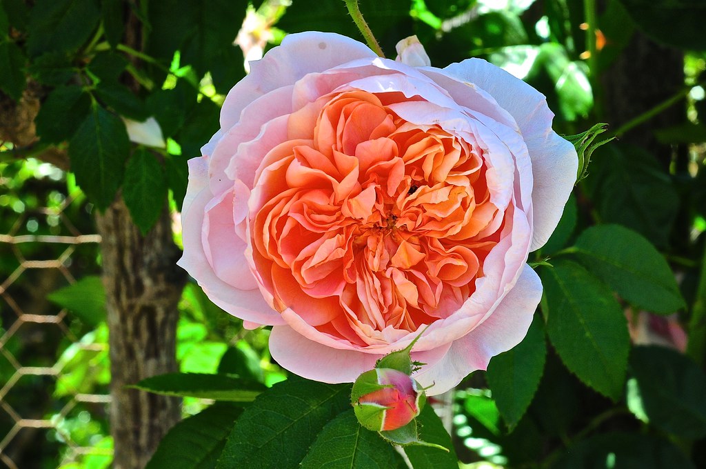 Rose - PAPI DELBARD