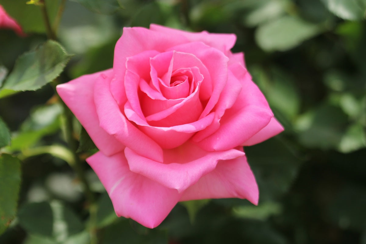 Rose - PRINCESS CHARLENE DE MONACO