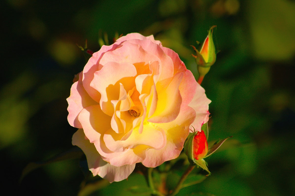 Rose - SEDUCTION