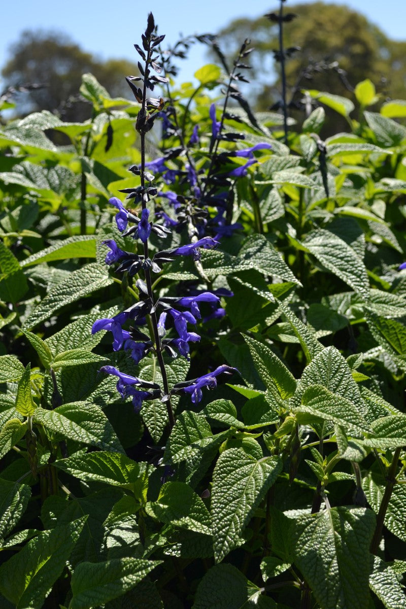 Salvia guaranitica - BLACK AND BLOOM - Hummingbird Sage