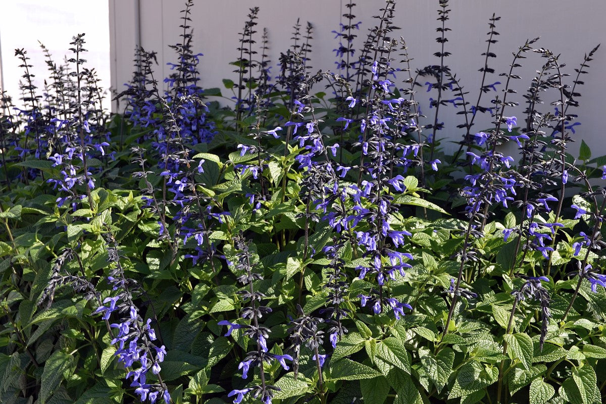 Salvia guaranitica - BLACK AND BLOOM - Hummingbird Sage