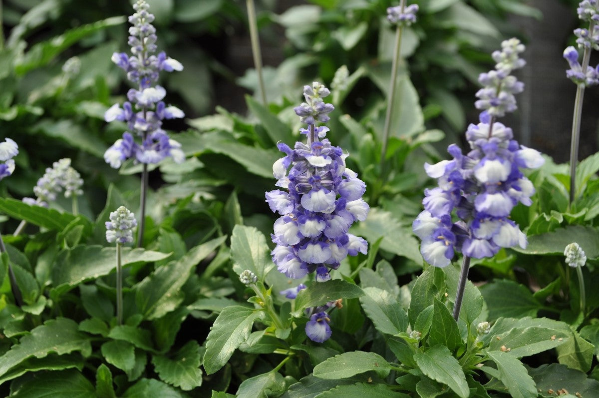 Salvia farinacea - Cathedral™ SHINING SEA - Mealycup Sage