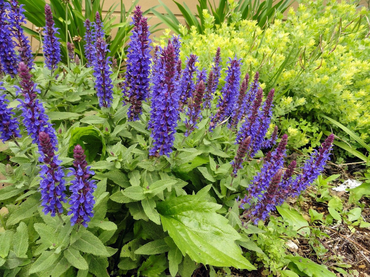 Salvia nemorosa - SENSATION BLUE - Woodland Sage
