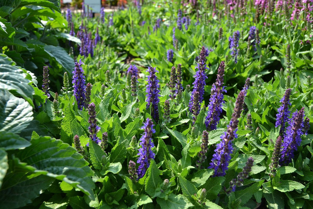 Salvia nemorosa - SENSATION BLUE - Woodland Sage