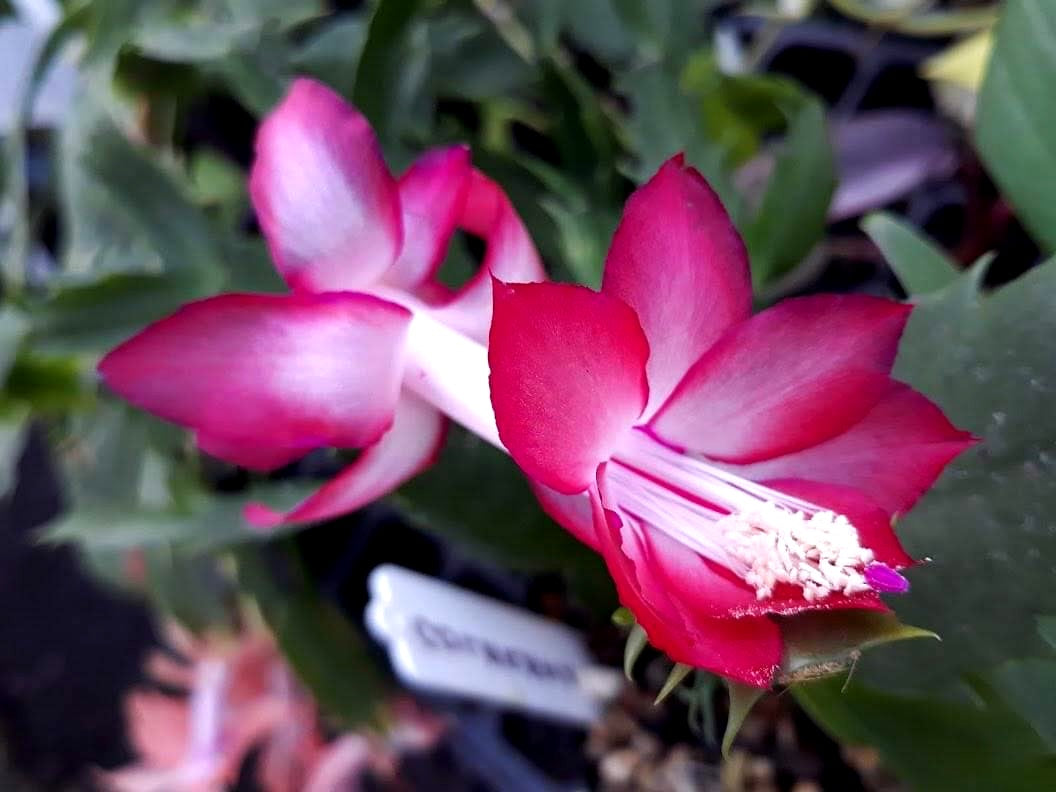 Schlumbergera - COLOURAMA - Zygocactus