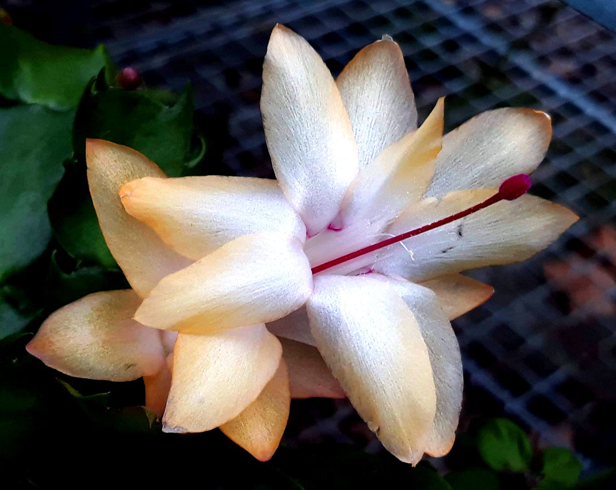 Schlumbergera - OUTONO - Zygocactus