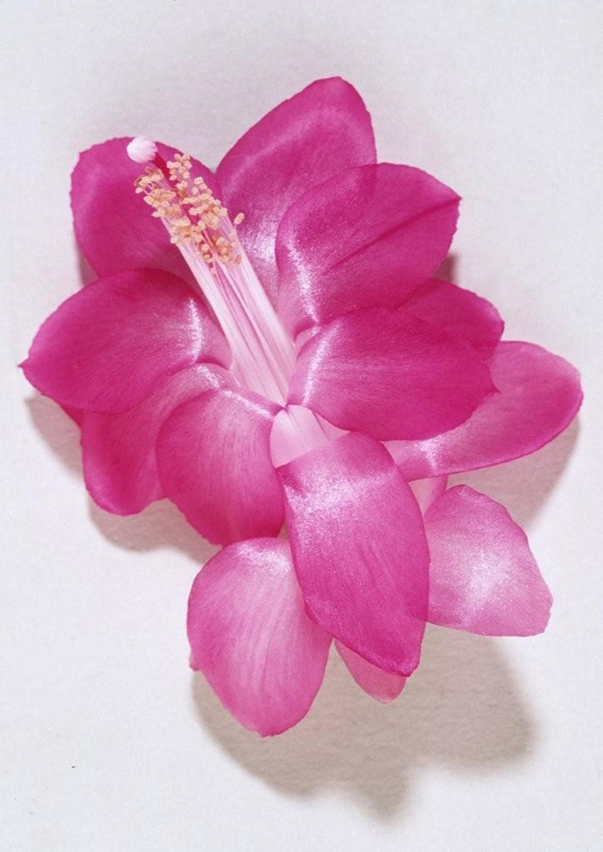 Schlumbergera - THOR RITT - Zygocactus Hanging Basket