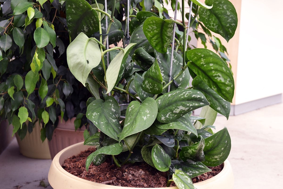 Scindapsus pictus - Satin Pothos