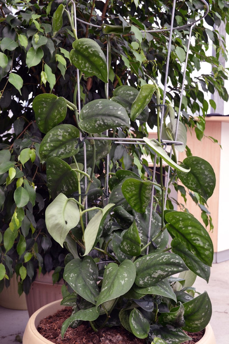 Scindapsus pictus - Satin Pothos