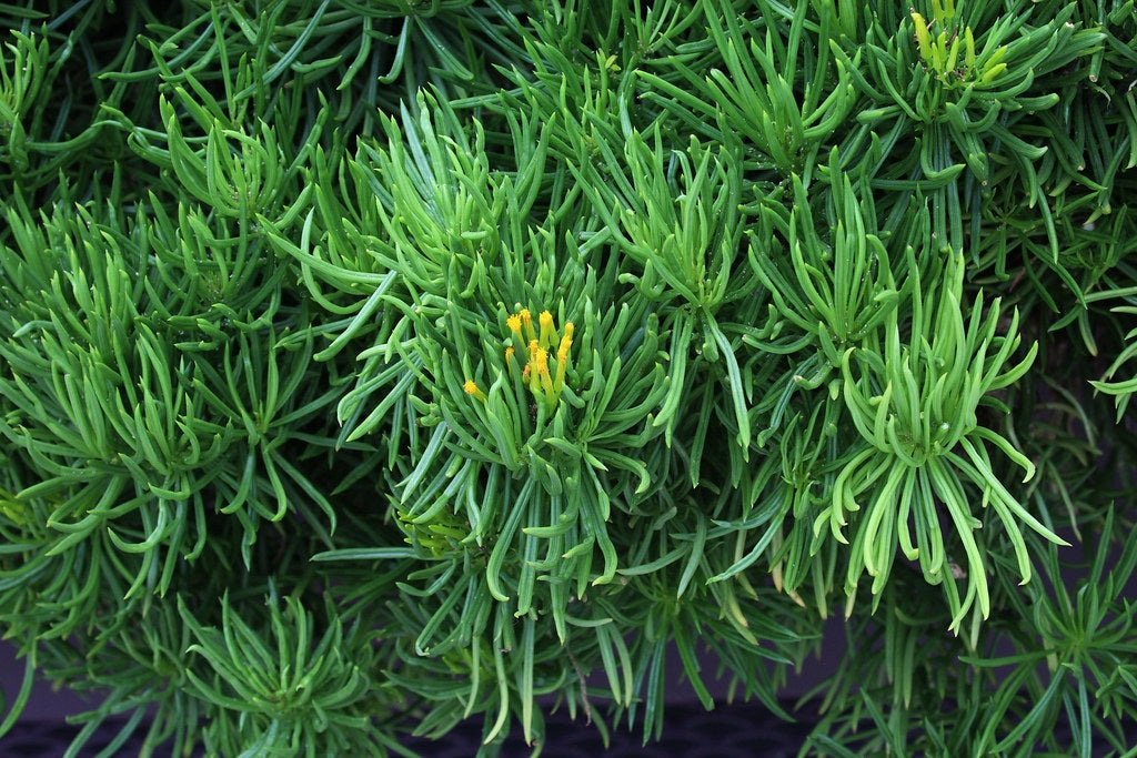 Kleinia barbertonica - Barberton Groundsel
